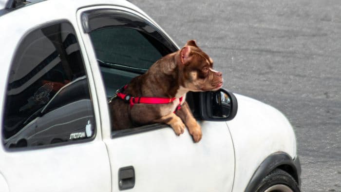 Transportar cachorro solto no carro dá multa? Descubra as regras