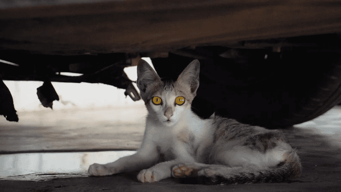 Como é o olho mágico da BYD que promete evitar acidentes com pets e crianças